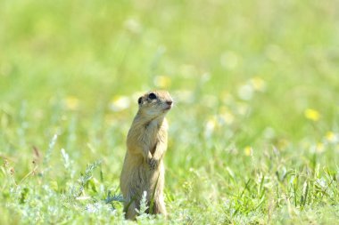 Gopher doğada