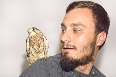 Bir adamın omzuna kerkenez (Falco tinnunculus)