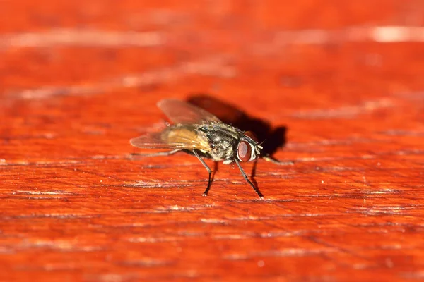 Makro z domu muchy lub mucha owad z bliska — Zdjęcie stockowe