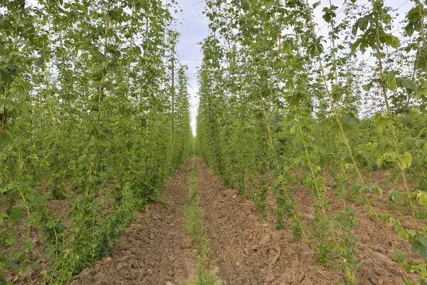 Chmel pole. Orná půda. Tisíc rostlin rostoucích na pivo. — Stock fotografie