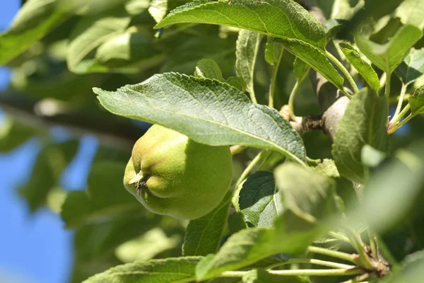 Φρέσκα ώριμα πράσινα μήλα που μεγαλώνει στο δέντρο — Φωτογραφία Αρχείου