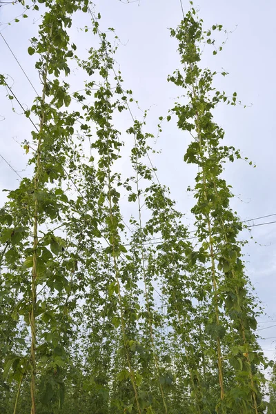 Campo Hops. Terra arável. Mil plantas a crescer para fazer cerveja . — Fotografia de Stock