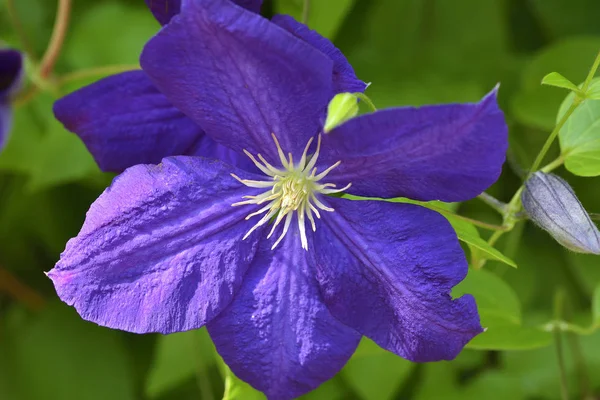Flor Roxa. Uma flor de Clematis Roxo. O clematis é um "assustador" ." — Fotografia de Stock