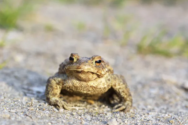 Common toad bufo bufo — Stock Photo, Image