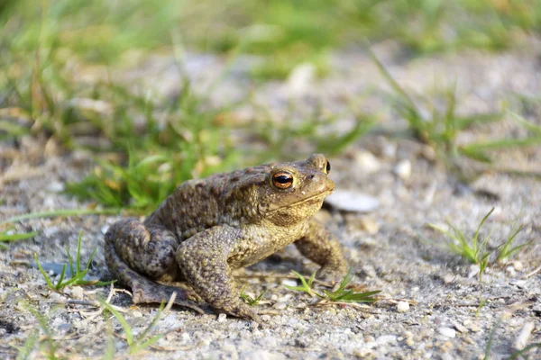 Common toad bufo bufo — Stock Photo, Image