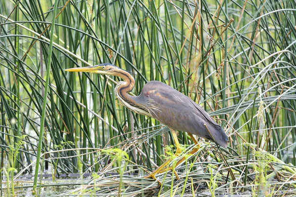 Garça roxa, Ardea purpurea — Fotografia de Stock