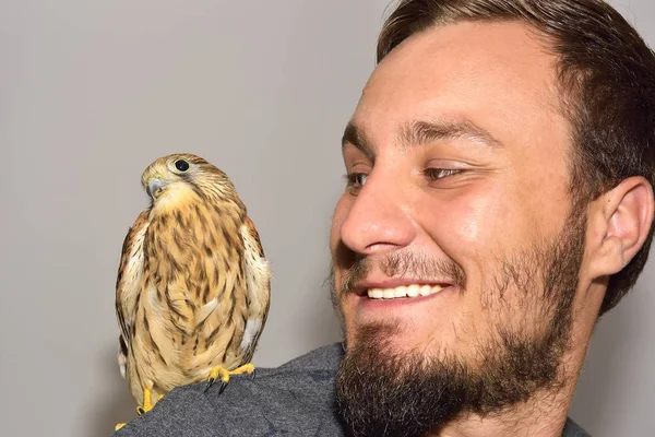 Bir adamın omzuna kerkenez (Falco tinnunculus)