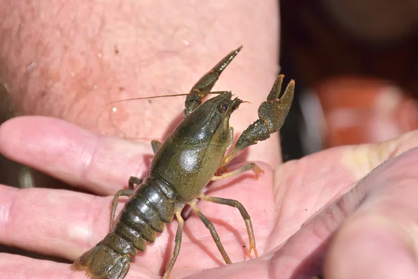 Little crayfish ( Astacus astacus ) on hand with clow in focus — Stock Photo, Image