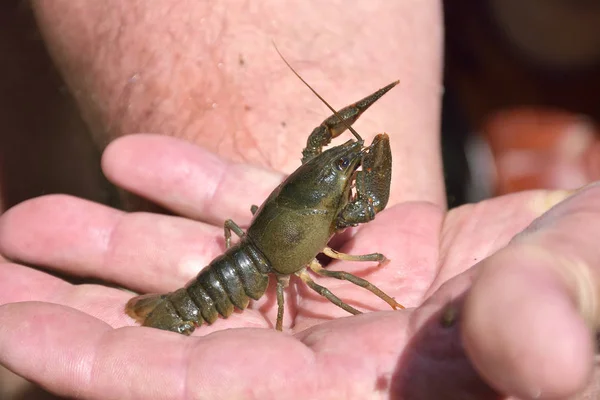 Little crayfish ( Astacus astacus ) on hand with clow in focus — Stock Photo, Image