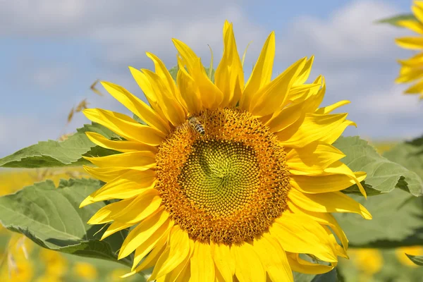 Пчела на цветке на голубом небе — стоковое фото