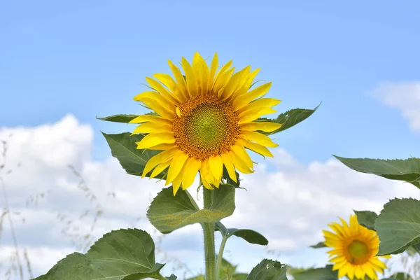 Sun flower against a blue sky — Stock Photo, Image
