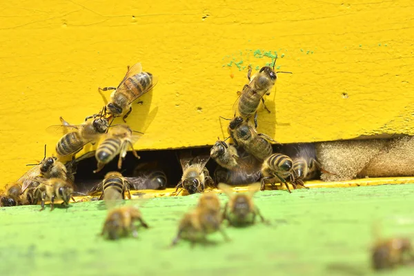 Arbete bin i kupan bin konvertera nektar i honung och stänga den i honeycomb — Stockfoto