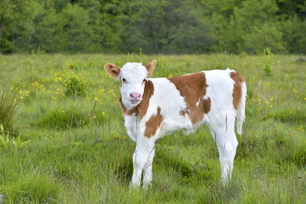 Vacker liten kalv i grönt gräs — Stockfoto