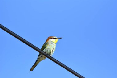 Avrupa arı kuşugiller (arı kuşu Apiaster) dalına açık