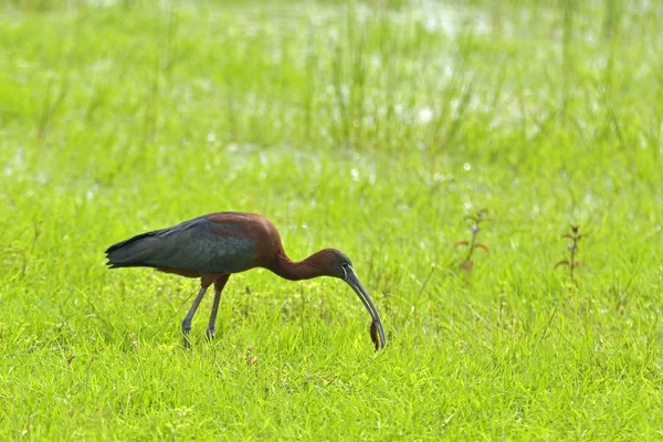 Glänsande ibis (Plegadis falcinellus) i naturliga livsmiljö — Stockfoto