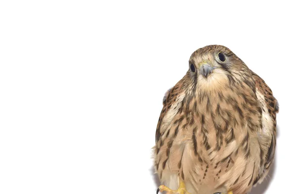Vércse (Falco tinnunculus) a kezét. Elszigetelt fehér background — Stock Fotó