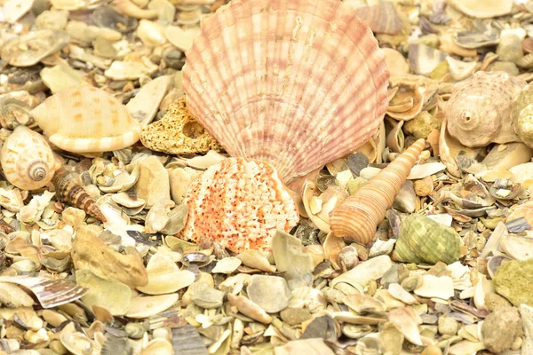 De zee schelpen achtergrond — Stockfoto