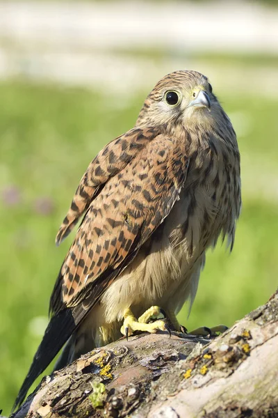 Kestrel, Falco tinnunculus, fêmea solteira no ramo — Fotografia de Stock