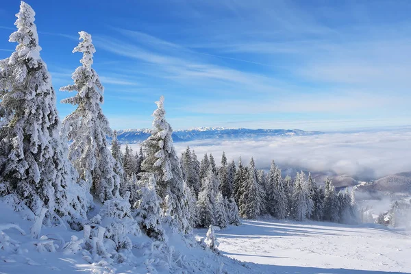 Téli táj a fenyő erdő Postavaru hegység, Poiana Brasov üdülőhely, Románia erős havazás alá tartozó fák — Stock Fotó