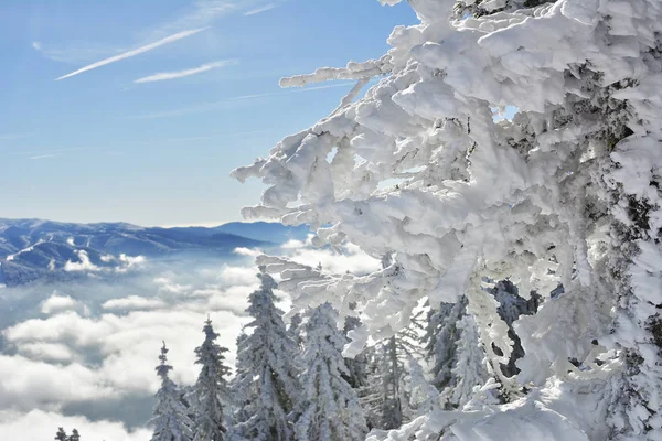 Árboles y ramas congeladas. Hermoso invierno blanco. Cielo azul . — Foto de Stock