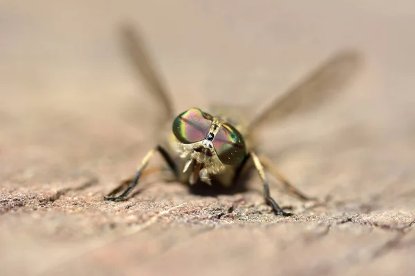 A verdadeira mosca macro Imagens De Bancos De Imagens