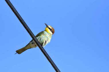 Avrupa arı kuşugiller (arı kuşu Apiaster) dalına açık