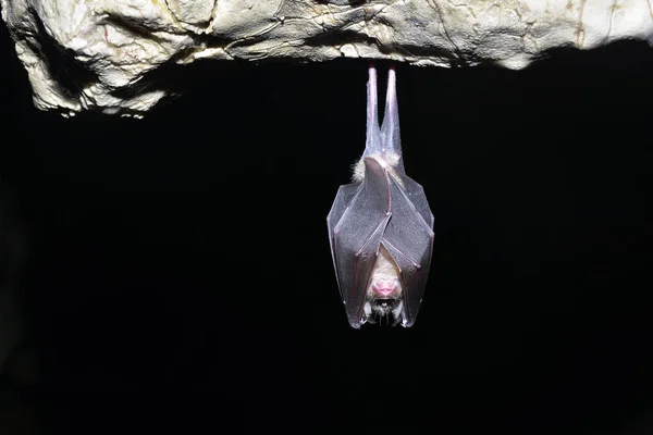 큰 말굽 박쥐 (Rhinolophus ferrumequinum) — 스톡 사진