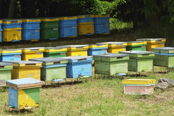 Apicultor tomar quadro favo de mel para fora da colmeia — Fotografia de Stock