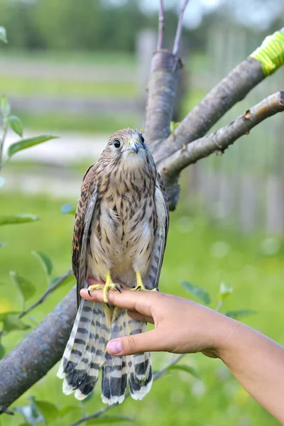 Vrouwelijke Torenvalk aan een vrouw kant buiten — Stockfoto