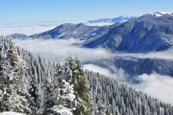 Paisaje invernal con bosques de abetos cubiertos de nieve pesada en la montaña Postavaru, Poiana Brasov resort, Rumania — Foto de Stock