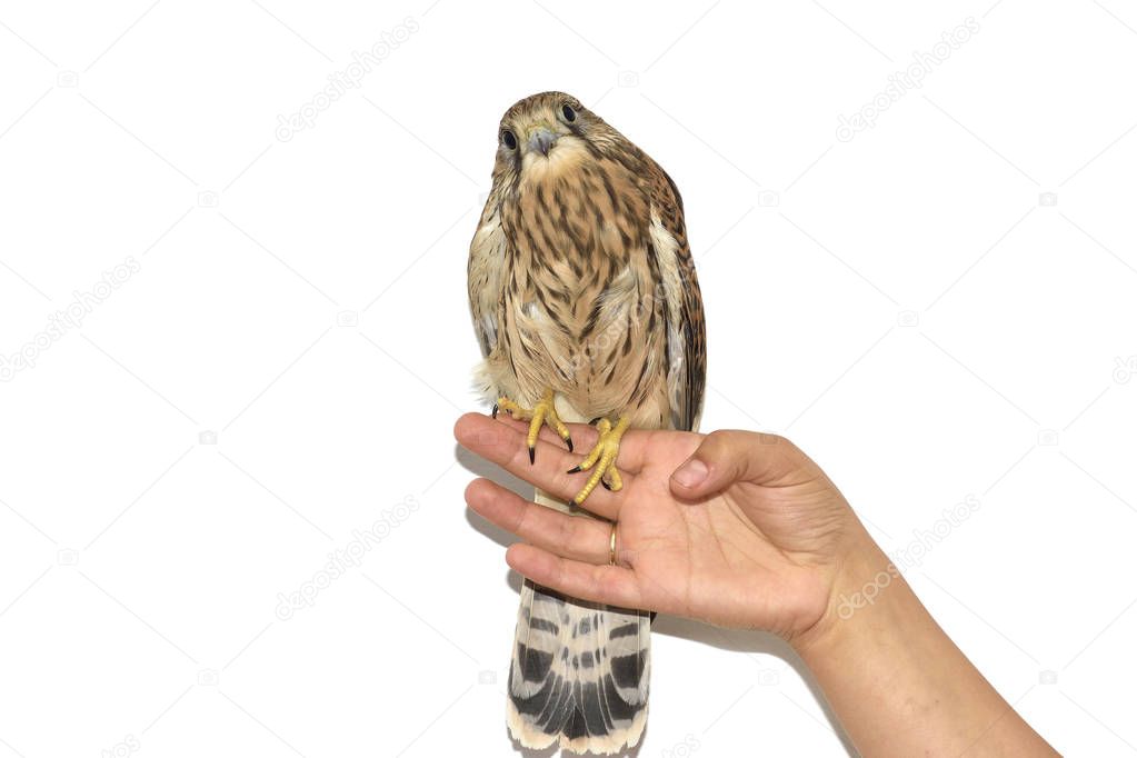 Kestrel ( Falco tinnunculus ) on hand. Isolated on white background 