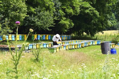 arıcı petek çerçeve arı kovanı dışarı çıkar