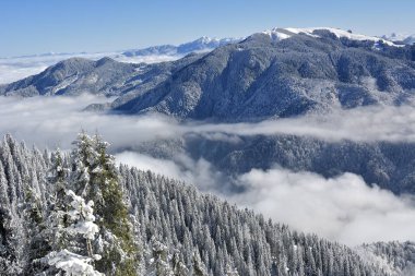 Köknar kış manzara Postavaru dağ, Poiana Brasov resort, Romanya şiddetli kar yağışı kapsadığı Orman ağaçları