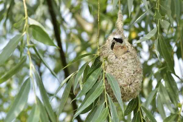 Vogelpendelmeise auf einem Nest — Stockfoto