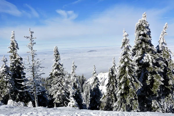 Pejzaż zimowy z fir drzew leśnych objętych przez ciężki śnieg w Postavaru Góra, ośrodek Poiana Brasov, Rumunia — Zdjęcie stockowe