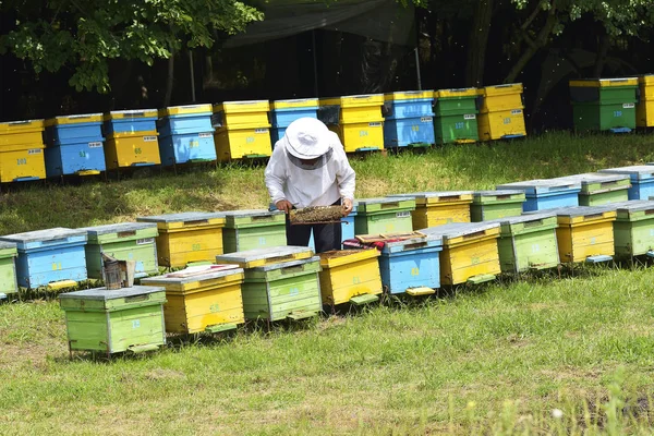 Biodlare ta honeycomb ram från bikupa — Stockfoto