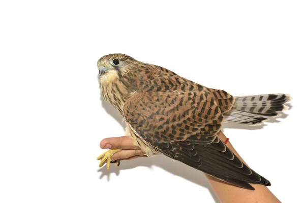 Torenvalk (Falco tinnunculus) aan de kant. Geïsoleerd op witte achtergrond — Stockfoto