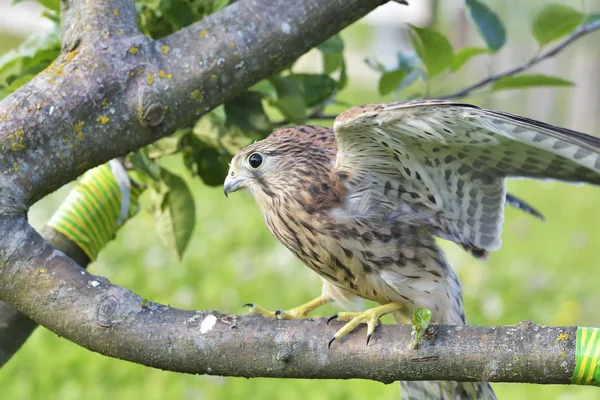 Kestrel, Falco tallunculus, одинокая самка на ветке — стоковое фото