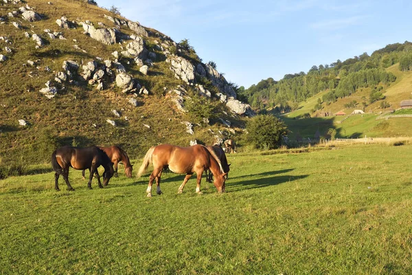 Horses on a meadow — Stock Photo, Image