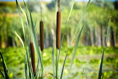 wetland-plant Typha latifolia, the Broadleaf cattail - from the cattail family Typhaceae. processed in Nik Color Efex Pro clipart