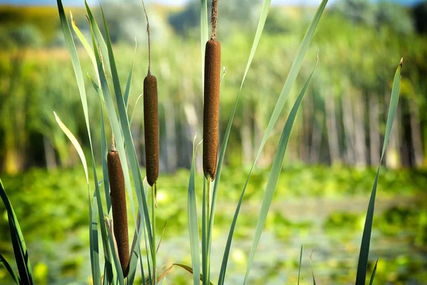 Водно-болотные растения Typha latifolia, Broadleaf cattail - семейство тифовых. обработано в Nik Color Efex Pro — стоковое фото