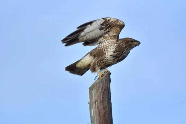 Buizerd (Buteo buteo)) — Stockfoto