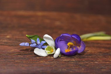 ahşap üzerine bahar çiçekleri (kardelen, crocuse, squill)