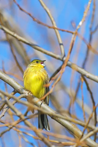 Yellowhammer on the branch — Stock Photo, Image