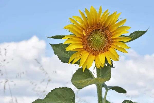 Close-up of sun flower against a blue sky — Stock Photo, Image