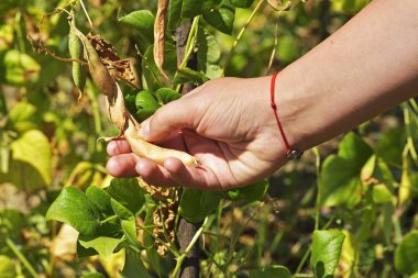 Bahçe fasulye hasat