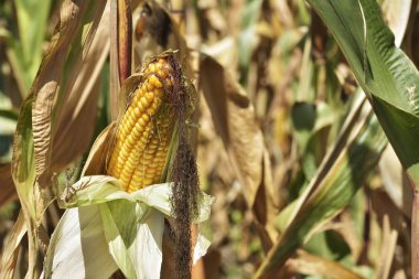 Mısır alanı alanında