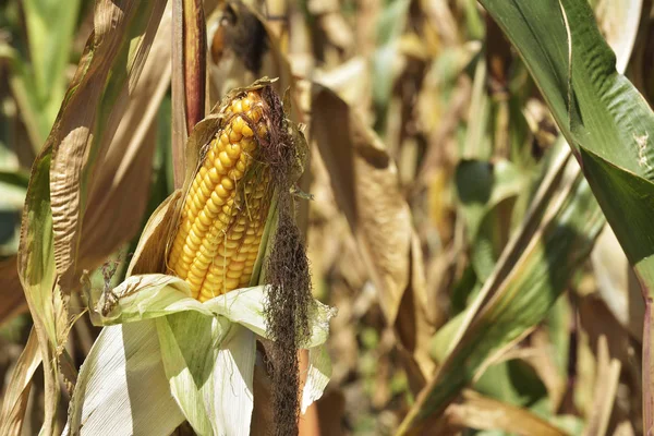 Mısır alanı alanında