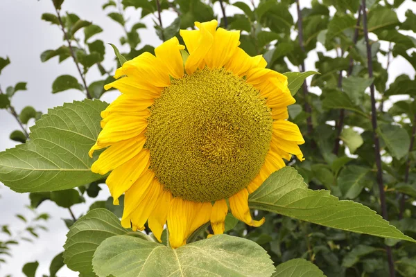 Sun flower on the garden — Stock Photo, Image