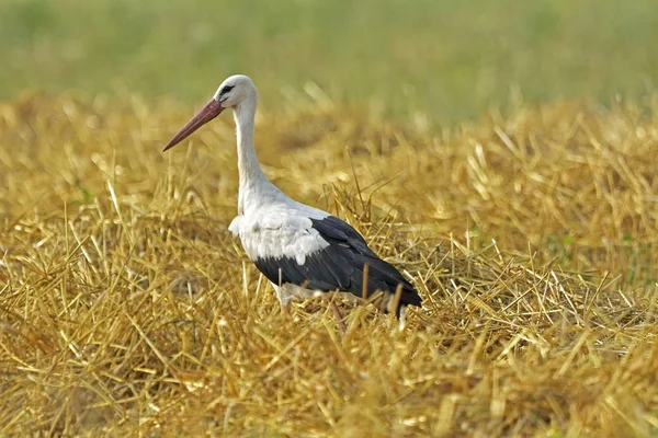 Fåglar - vit Stork (Ciconia ciconia) — Stockfoto